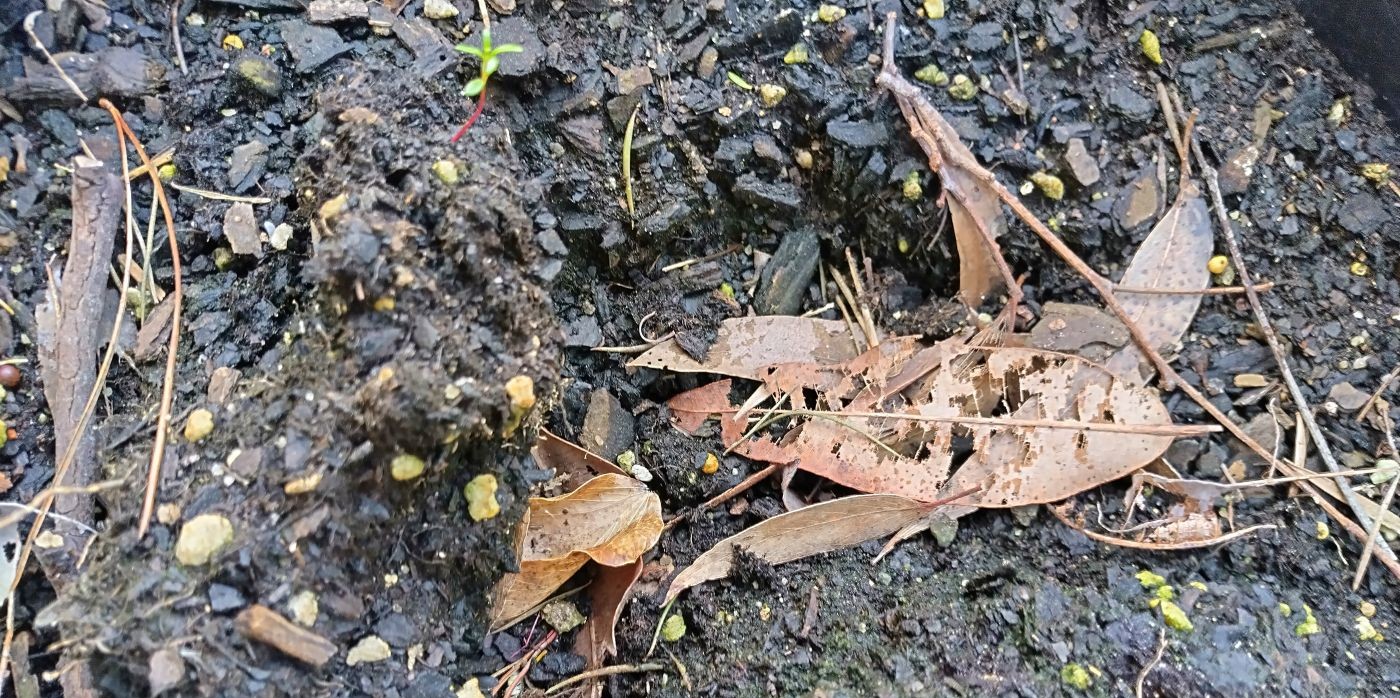 Course Spotlight: Soil Microbiome Management